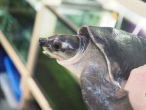 画像5: ■スッポンモドキ 　甲長約200.0mm ●雌雄　オス？