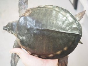 画像4: ■スッポンモドキ 　甲長約200.0mm ●雌雄　オス？