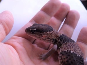 画像1: ■ニシアフリカトカゲモドキ ♀　●再生尾