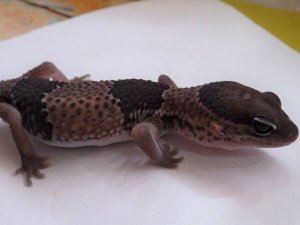 画像2: ■ニシアフリカトカゲモドキ ♀　●再生尾