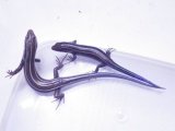 ■ニホントカゲM 〜L　　再生尾