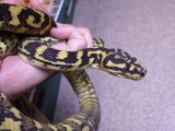 ■カーペットパイソン　♀　　　　　　●ダイヤモンドブレッドリー