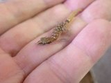 ■サハラカワラヤモリ　ペア