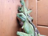 ■インドシナウォータードラゴン 