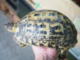■キレナイカギリシャリクガメ　No.2 ●性別　♀　約182.0mm