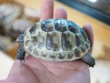 ■イベラギリシャリクガメ　CB個体　　　●性別　不明　約74.0mm　No.3