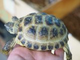 ■ホルスフィールドリクガメ　No.2　　　●別名 ロシアリクガメ  甲長 約83.0mm
