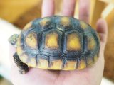 ■アカアシリクガメ　No.1　　　　　●甲長 約94.0mm　スリナム産
