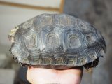 ■ビルマムツアシガメ　約215.0mm