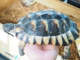 ■マルギナータリクガメ　　No.1　　　●性別　オス　　約195.0mm