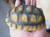 ■キアシリクガメ　　No.4　　　　　●甲長 約116.0mm