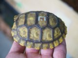 ■キアシリクガメ　　No.3　　　　　●甲長 約77.0mm