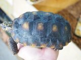 ■アカアシリクガメ　No.5　　　　　●甲長 約157.0mm　スリナム産