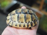 ■イベラギリシャリクガメ　CB個体　　　●性別　不明　約85.0mm　No.1