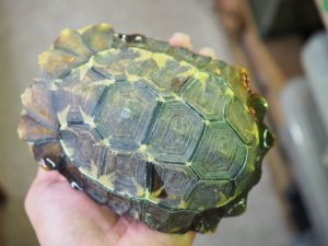 画像6: ■ホームセオレガメ　　　　　　　　●No.1　　約145.0mm