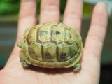 ■レバントギリシャリクガメ　baby　　　●性別 不明　約54.0mm　No.2