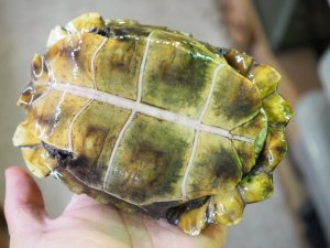 画像3: ■ホームセオレガメ　　　　　　　　●No.1　　約145.0mm