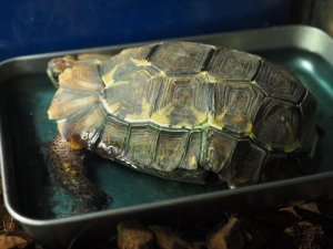 画像5: ■ホームセオレガメ　　　　　　　　●No.1　　約145.0mm