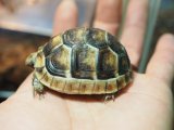 ■マルギナータリクガメ baby No.11　　●国内CB　　約 53.0mm
