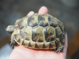■イベラギリシャリクガメ　CB個体　　　●性別　不明　約83.0mm　No.4