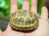 ■ホルスフィールドリクガメ　No.4　　　●別名 ロシアリクガメ  甲長 約55.0mm