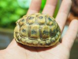 ■レバントギリシャリクガメ　baby　　　●性別 不明　約64.0mm　No.5