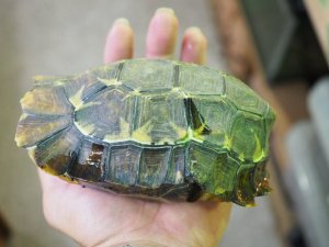 画像4: ■ホームセオレガメ　　　　　　　　●No.1　　約145.0mm