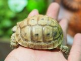 ■レバントギリシャリクガメ　baby　　　●性別 不明　約58.0mm　No.8