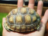 ■ケヅメリクガメ　　　No.1　　　　●甲長 約87.0mm