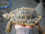 ■ヘルマンリクガメ  性別　オス　　　　●No.20　　約158.0mm