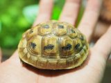 ■レバントギリシャリクガメ　baby　　　●性別 不明　約58.0mm　No.7