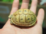 ■レバントギリシャリクガメ　baby　　　●性別 不明　約54.0mm　No.3