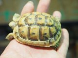 ■レバントギリシャリクガメ　baby　　　●性別 不明　約66.0mm　No.1