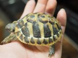■ヒガシヘルマンリクガメ baby 　　●No.14　　約71.0mm