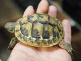 ■ヒガシヘルマンリクガメ baby 　　●No.15　　約73.0mm