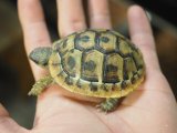■ヒガシヘルマンリクガメ baby 　　●No.13　　約60.0mm