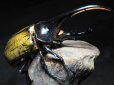 画像3: ■ＤＨ・ヘラクレスオオカブトムシ　　●幼虫 　30匹 (3)