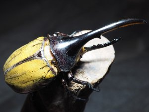 画像2: ■ＤＨ・ヘラクレスオオカブトムシ　　●幼虫 　1匹　バラ売
