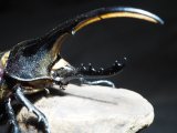 ■ＤＨ・ヘラクレスオオカブトムシ　　●幼虫 　10匹