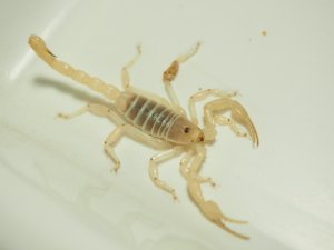 画像4: ■ゴーストサンドスイマースコーピオン ペア　