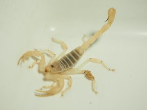 画像5: ■ゴーストサンドスイマースコーピオン ペア　