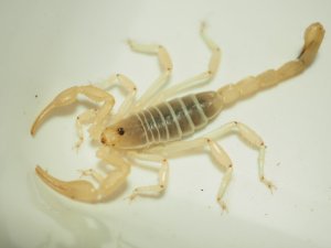 画像3: ■ゴーストサンドスイマースコーピオン ペア　