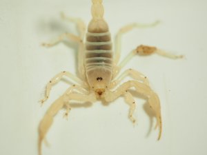 画像6: ■ゴーストサンドスイマースコーピオン ペア　