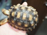 ■チャコリクガメ　　　　　No.1　　●性別　不明　約95.0mm