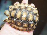 ■チャコリクガメ　　　　　No.4　　●性別　不明　約155.0mm