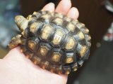 ■チャコリクガメ　No.3　　　　　　●性別　不明　約90.0mm