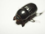 ■クロマルカブトムシ　ペア