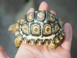 ■ナミビアヒョウモンリクガメ　　　　　●約80.0mm　No.7
