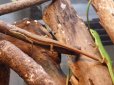 画像6: ■アオカナヘビ　アダルト　♂1♀2　トリオ　　●鹿児島県　南部産
