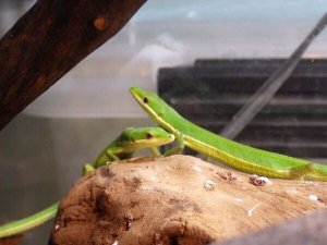 画像4: ■アオカナヘビ　アダルト　♂1♀2　トリオ　　●鹿児島県　南部産